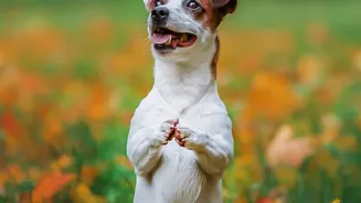 During Monsoon, Paw Cleaning And Vet-Guided Tick Prevention Can Help Keep Pet Care On Track