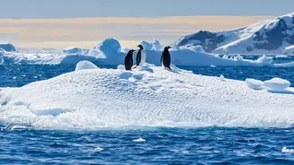 Four Consecutive Years Of Very Low Antarctic Sea Ice Raise Concern