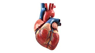 Unveiling Heart Health: Symptoms and Management