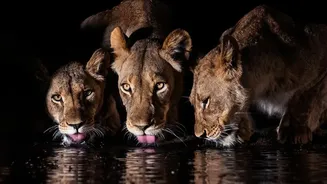 India’s First Urban Night Safari Could Redefine Evening Wildlife Exploration