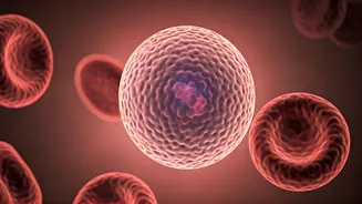 Beyond 'Normal': Unpacking What Routine Blood Tests Might Miss