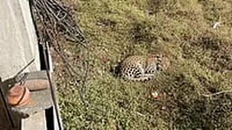 Nashik VIDEO: College Student Held For Circulating Fake AI-Generated Leopard Photo That Sparked Panic