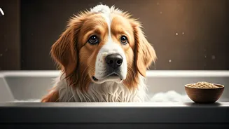 Protect Your Dogs From Monsoon Irritation Using Oatmeal Infused Baths