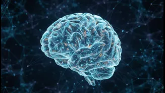 Surprising cerebellar brain discovery forces neuroscientists to revise long-held medical assumptions