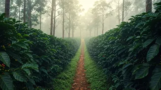 Coorg Gives Honeymooners Coffee, Fog And Privacy