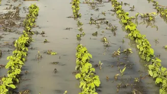 India's Food Supply Faces A Potential Rainfall Shock