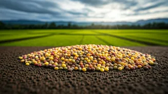 Millets Offer A Rain-Smart Alternative This Kharif