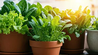 Your Balcony Could Be A Mini Salad Farm