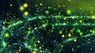 Lucknow’s Kukrail Reserve Forest Will Soon Offer A One-Of-A-Kind Night Safari