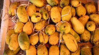 National Mango Day: আমের আবার ‘ল্যাংড়া’ আর ‘চৌসা’! নাম শুনে হাসি পায়? ইতিহাসটা জানেন তো?