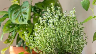Urban Apartments Are Seeing A Rise In Easy-To-Maintain Herb Gardens