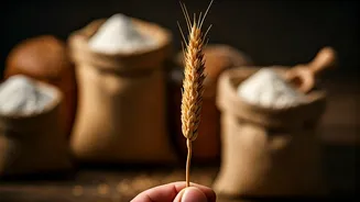 The Wheat Paradox: Why Cheaper Grain Doesn't Mean Cheaper Atta and Bread for Indians