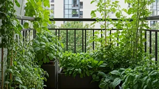 Balcony Gardens Keep Getting Bigger