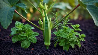 Summer Gardens Need Okra, Herbs And Confidence