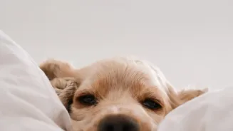 Why White Noise Machines Help City Dogs Cower Less During Monsoon Storms