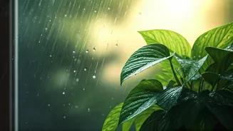Summer Rain For Houseplants Is Dividing Plant Parents