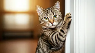 Feline Ingenuity: A Cat's Remarkable Door-Opening Feat Amuses and Astounds