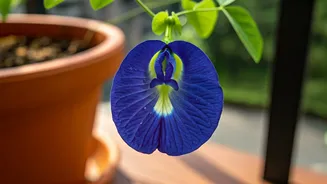 Cultivate Divine Blue Blooms: Your Balcony's Guide to Growing Aparajita Flowers