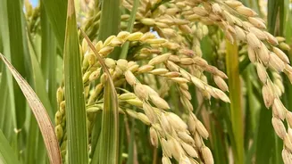 Monsoon Slowdown Could Hit Farmers Before Consumers