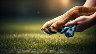Paw Hygiene Makes Rainy Walks Safer