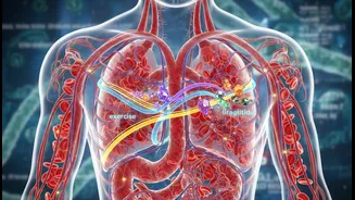 Exercise And Weight-Loss Medication Research Is Easier To Understand Through Exercise, Liraglutide And Vascular Biomarkers