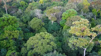Incêndios na Amazônia registram mínimo histórico em 2025