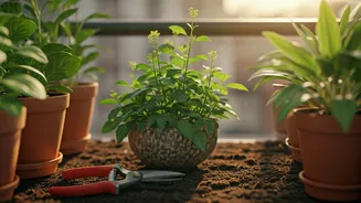 Pre-Monsoon Pruning Is The Balcony Glow-Up Hack