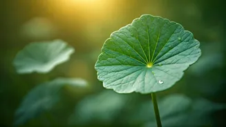 Why Centella Is Becoming A Daily Skincare Essential