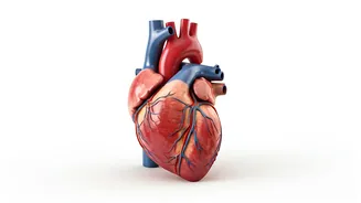Heart Health: Simple Ways to Improve & Maintain