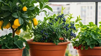 Balcony Fruit Plants Need Real Commitment Too