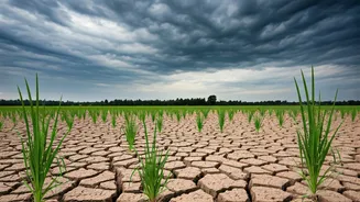 Food Prices Can Rise When Rains Fail
