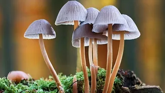 Wild Mushroom Curiosity Is Growing As India's Rainy Season Transforms Forest Landscapes