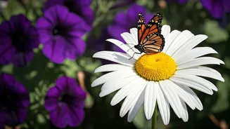 May Magic: Plant Shasta Daisies & Petunias to Create a Butterfly Haven All Summer