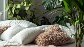 Indoor Plants May Help But They Can't Replace Proper Ventilation, Research Suggests