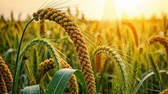 Climate-Smart, Health-Friendly, Very Indian: Millets Win