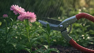 June Pruning Keeps Rainy Gardens Looking Fresh
