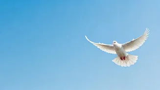 Forgiveness: The Key to Inner Peace and Well-being