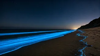 India's Magical Glow: Discover 5 Bioluminescent Beaches That Light Up the Night