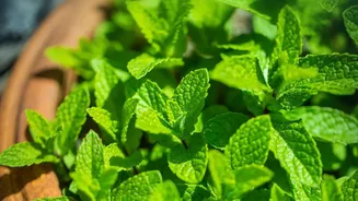 Simple Balcony Gardening Ideas: Growing Fresh Basil, Mint, Lemongrass In Rains