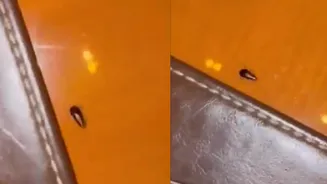 Cockroach spotted at Mumbai luxury hotel