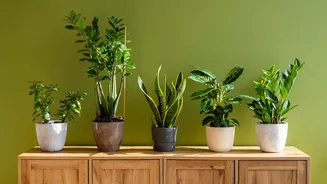 If you're planning on indoor plants, keep reading