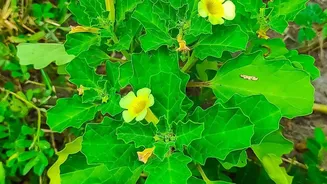 What Is Datura and Why Did Karnataka Suspend Platform Licences