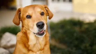 México reconhece'cachorro caramelo'como uma raça oficial do país