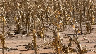 How The Low-Water Gardening Shift Changes The Case For Choosing Plants For Future Water Use