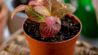 Keep Indoor Houseplants Healthy And Alive Fast With Simple Beginner Gardening Hacks