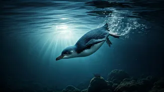 Tiny Penguins Can Dive 35 Metres Deep