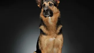 Urban Pet Health Tips: Combating Post-Monsoon Fungal Infection In Dogs Effectively Today