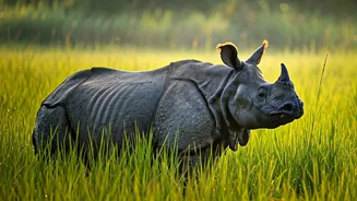 Kaziranga's Wild Wonders: Spotting 8 Incredible Animals in India's Jewel