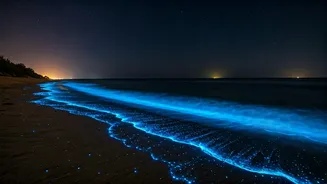 India's Enchanting Blue Glow: 5 Magical Spots to Witness Bioluminescence