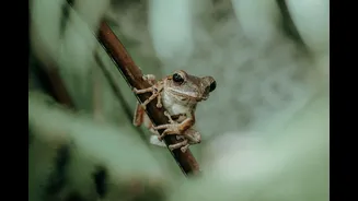 Why Frogs Are The Real Stars Keeping India's Monsoon Ecosystem Alive